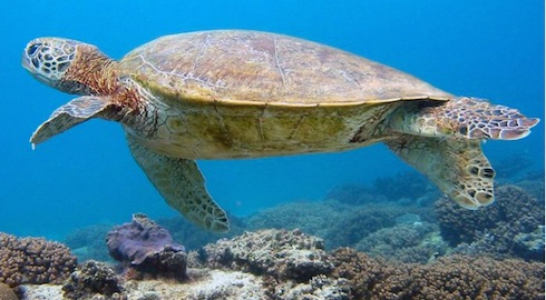 Sail Ningaloo - dive with turtles